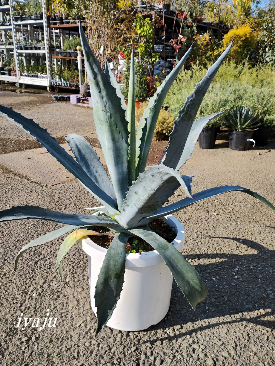 楽天市場】アガベ アメリカーナ（サイズ（植木鉢）10 ～ 12号）の通販