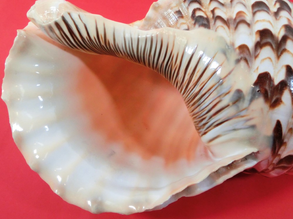 楽天市場】【訳あり】【法螺貝】ほら貝 大 34センチ : 三島屋楽器