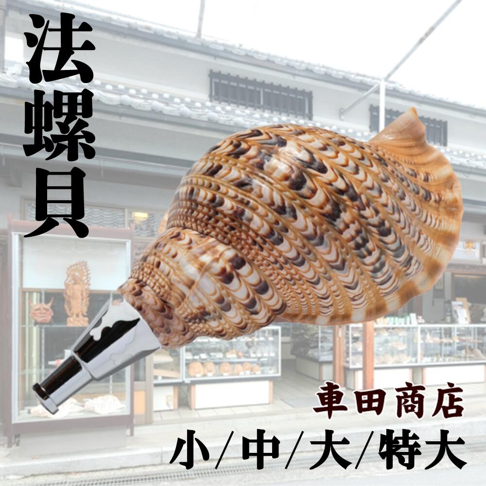 楽天市場】【ふるさと納税】法螺貝 小/中/大/特大 奈良県吉野町 修験道