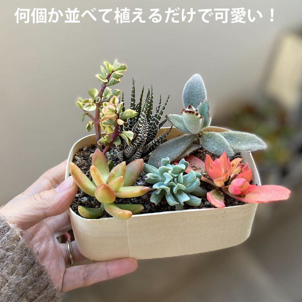 楽天市場】多肉植物 2寸 (2号 6cmポット) 40個 多肉 セット 苗
