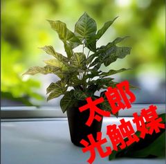光触媒 人工観葉植物 ウォールグリーン フェイクグリーン アーモンドS1