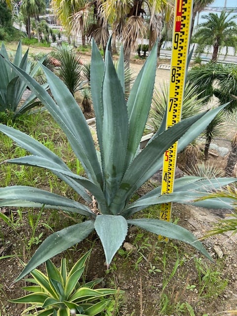 アガベ・アメリカーナ【地上部 約80-90cm】13号鉢or根巻物 | yokoen