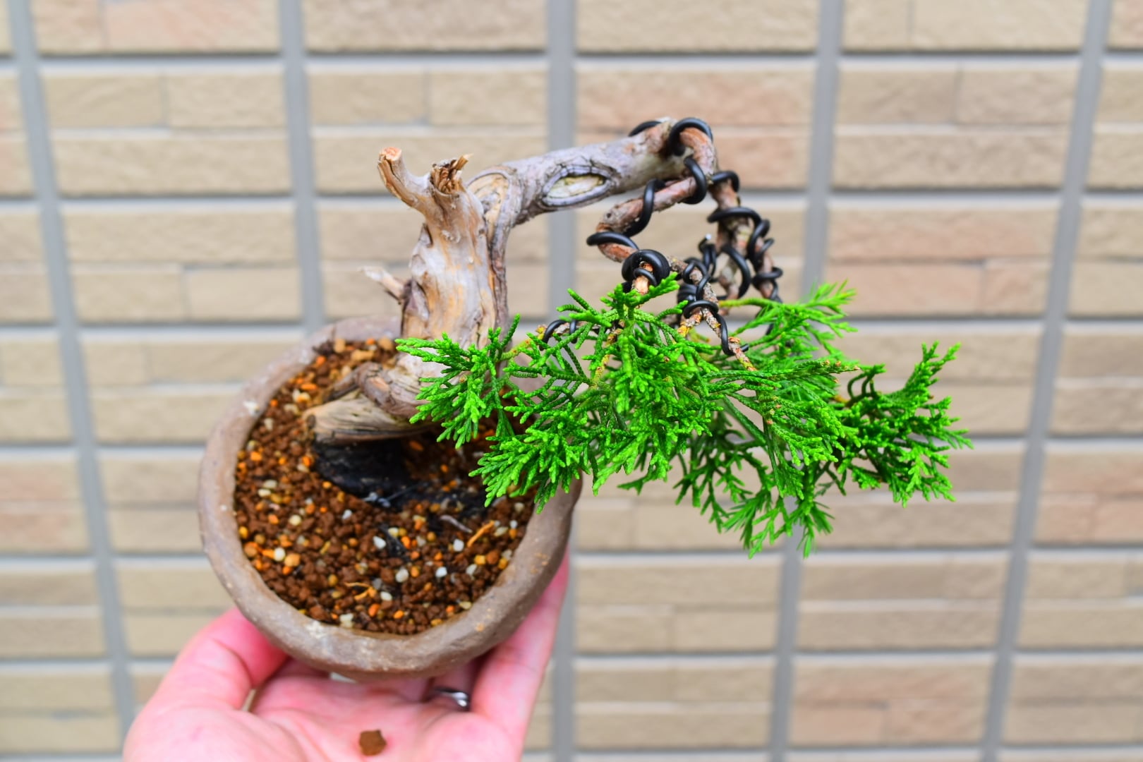 真柏 半懸崖 | 大和盆樹園