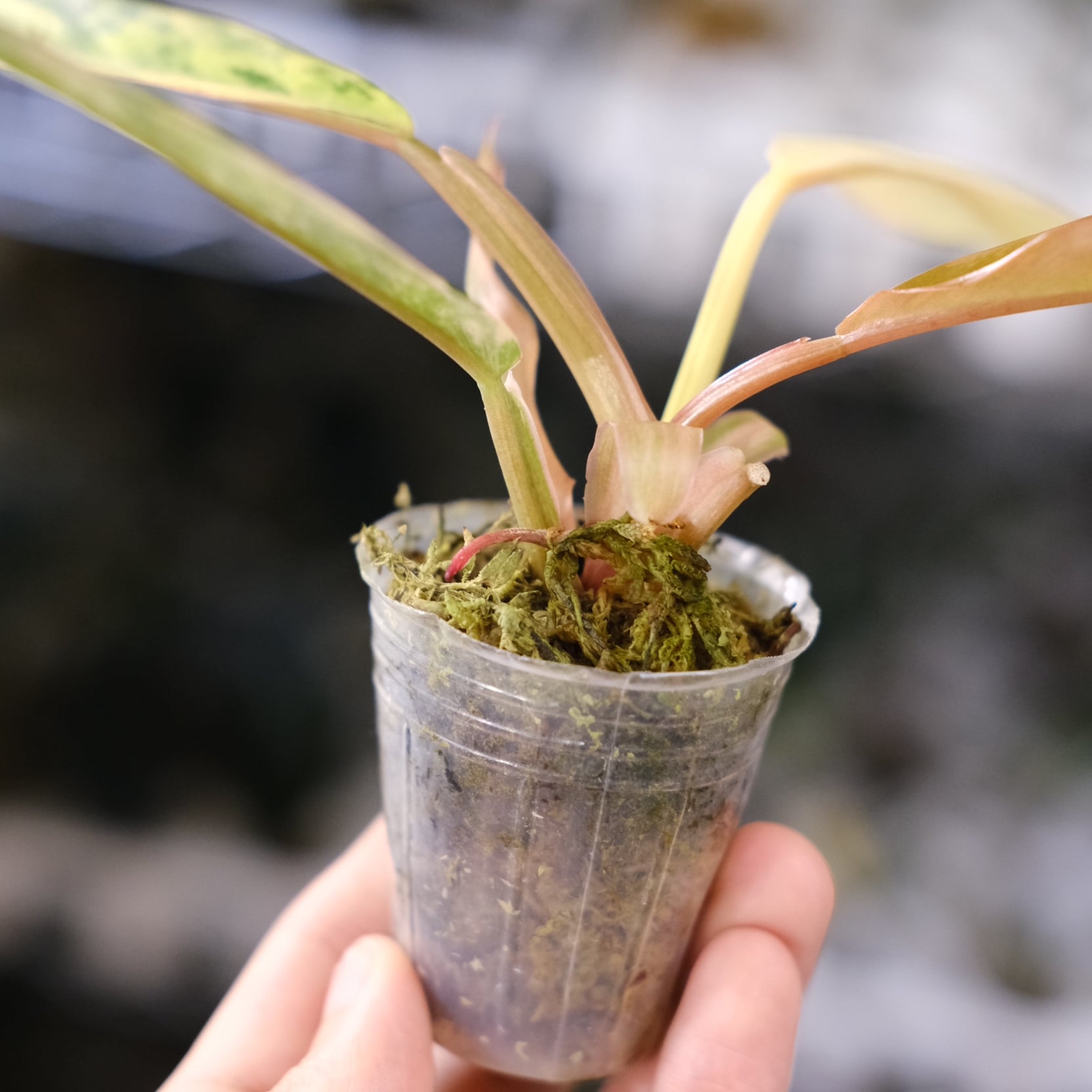 フィロデンドロン・キャラメルマーブル② / Philodendron Caramel