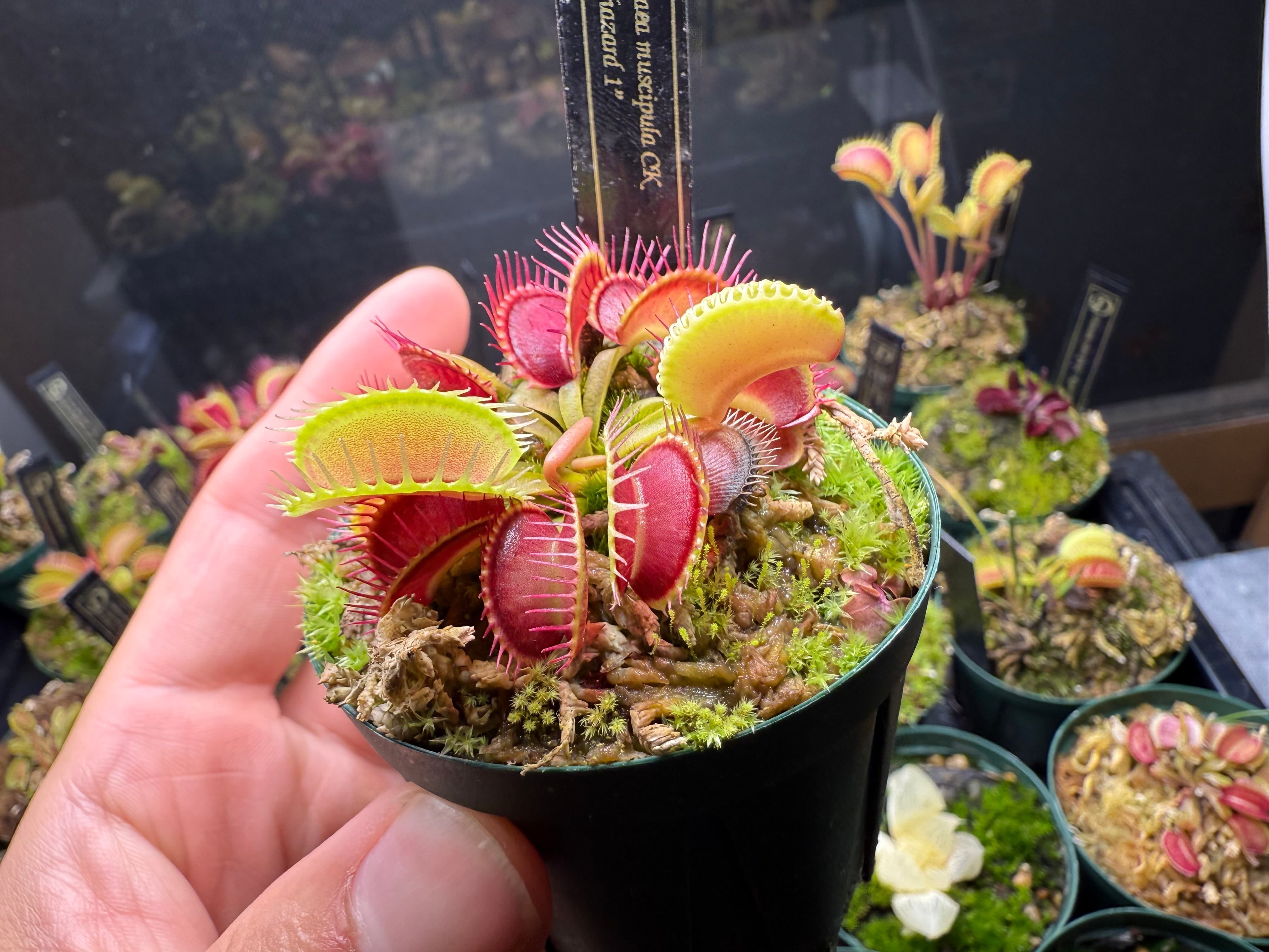 Dionaea muscipula CK “Biohazard 1” 特徴無し ※注意書きを読んで