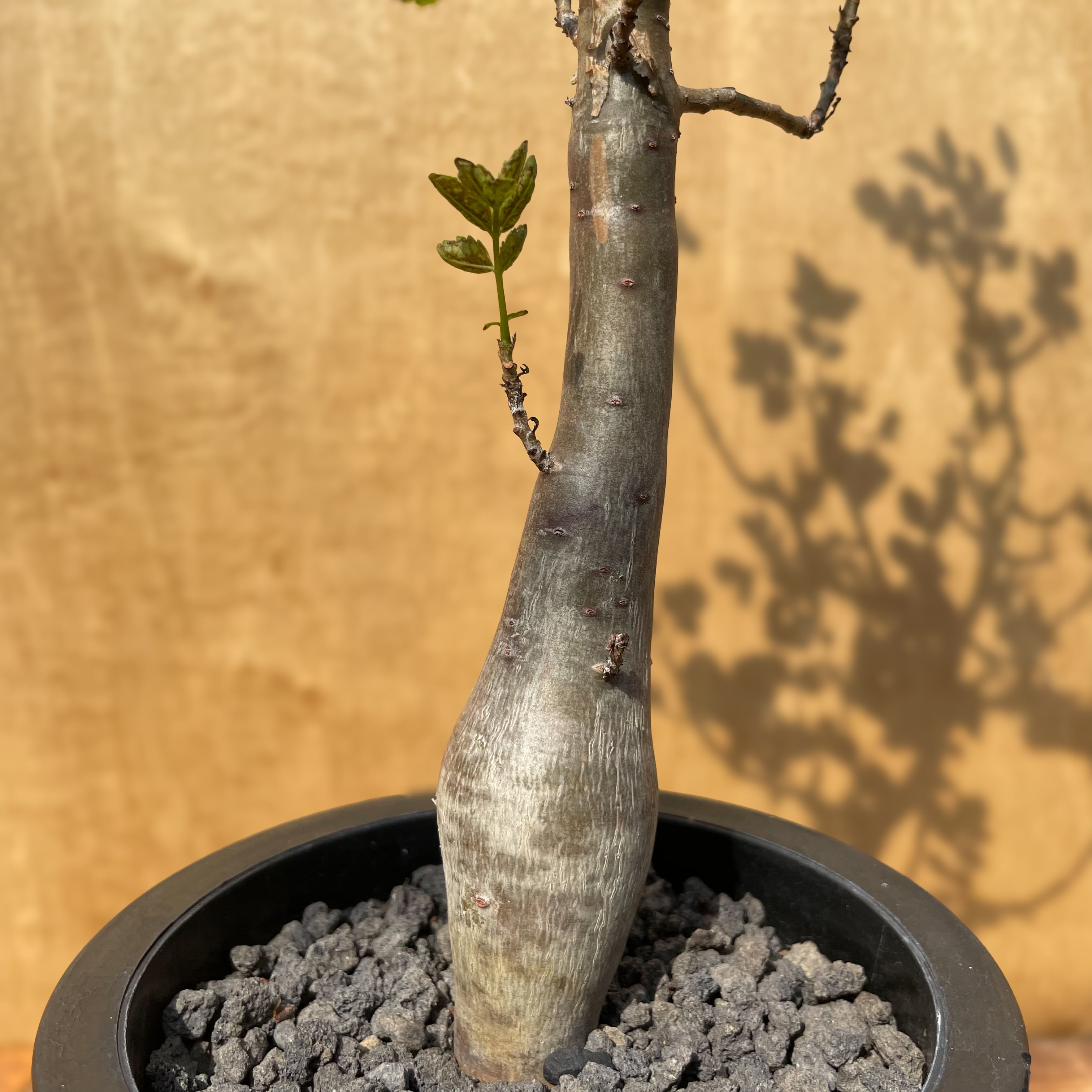 Bursera fagaroides【ブルセラ・ファガロイデス・実生】 | RIMO'S