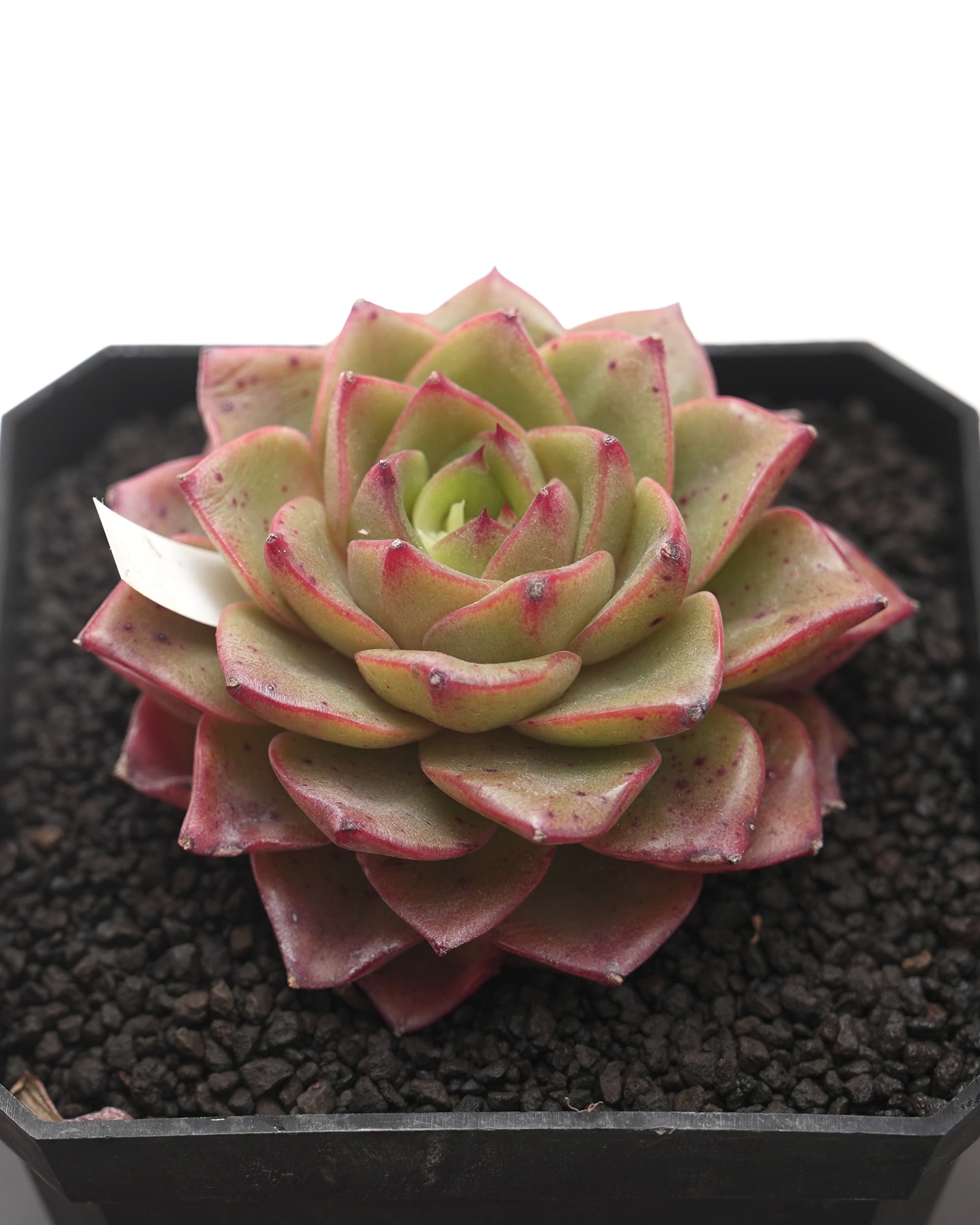 レア度で選ぶ | PUKUBOOK SUCCULENTS