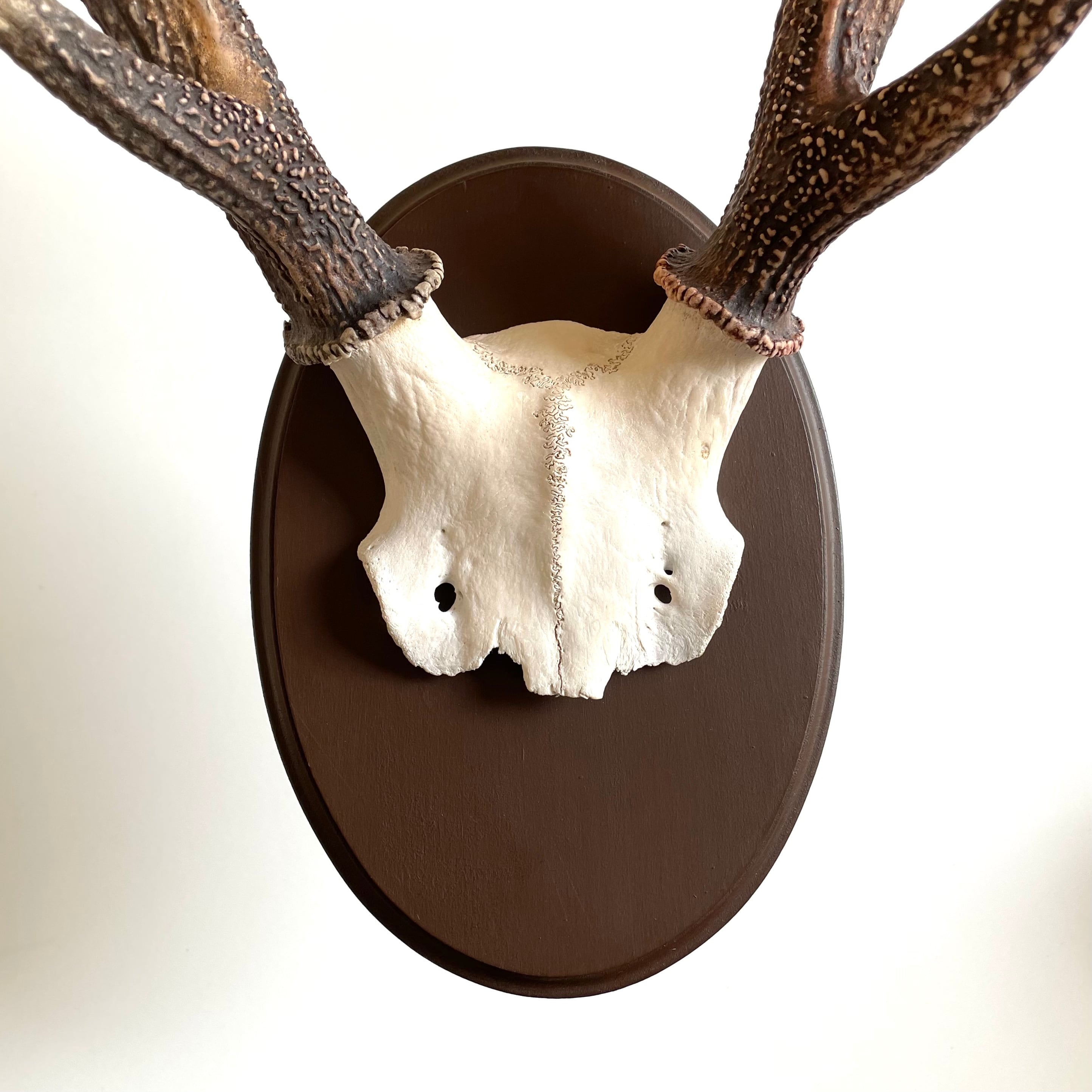 ニホンジカ 頭骨 奇形角 ハンティングトロフィー | 地球屋