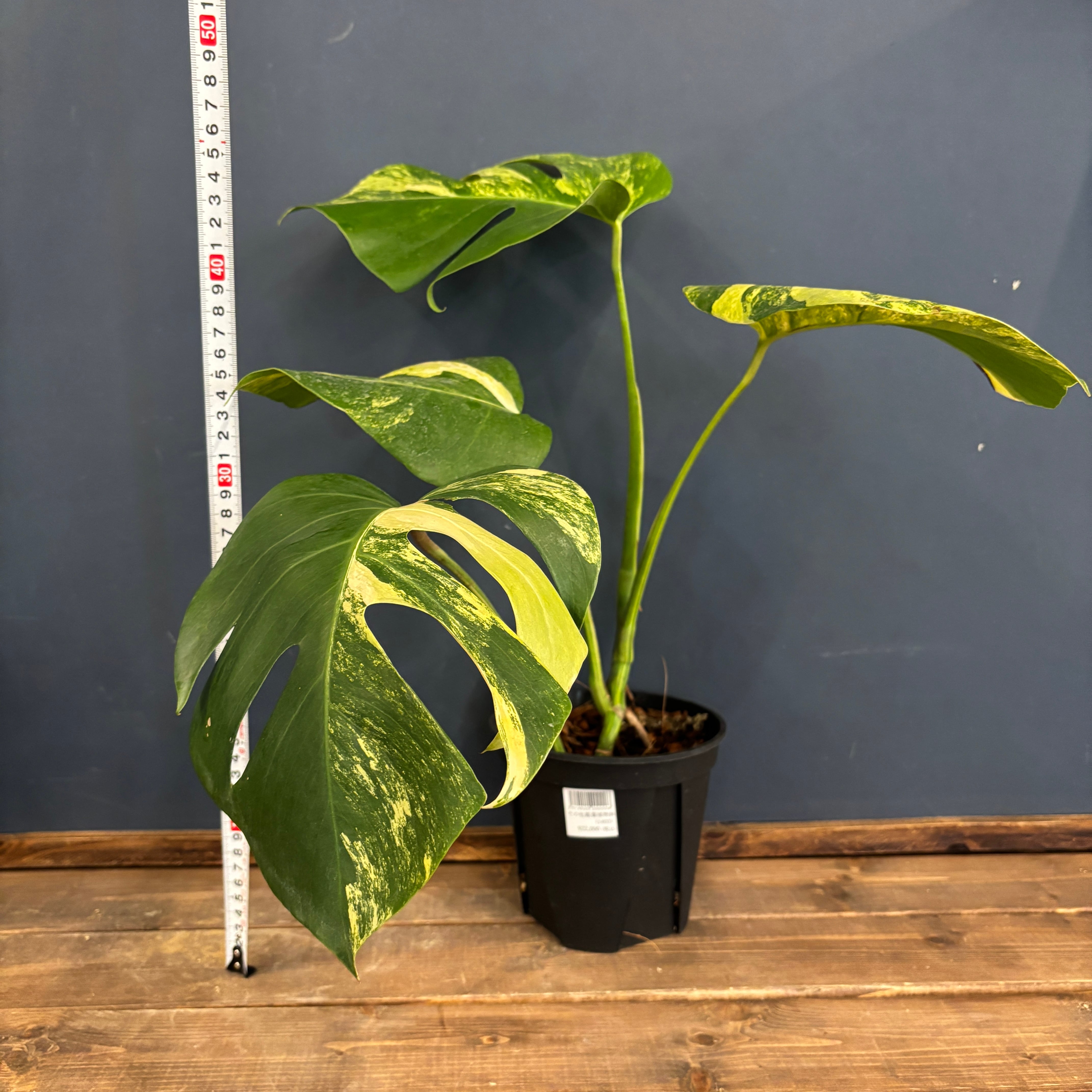 クリアランス】モンステラ ボルシギアナ オーレア(黄斑)【641