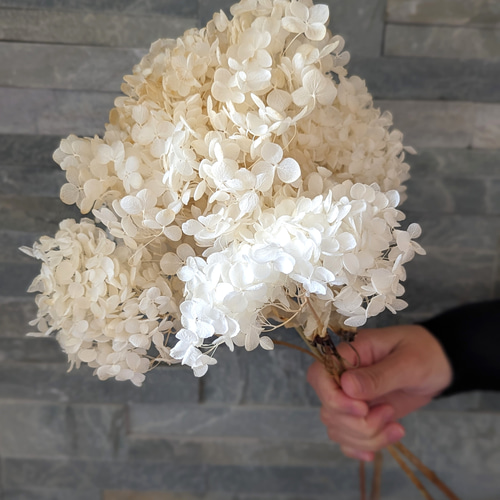 毎年大人気！爽やかなホワイト紫陽花 アナベル3本 ドライフラワー 花