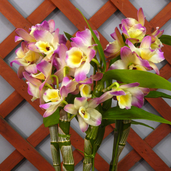 ☆ENGEI ichioki☆デンドロビュウム「ムーンマーメイド」鉢花◇育て