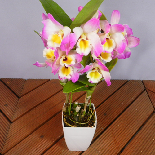 ☆ENGEI ichioki☆デンドロビュウム「ムーンマーメイド」鉢花01