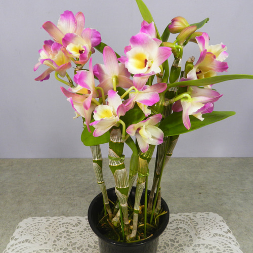 ☆ENGEI ichioki☆デンドロビュウム「ムーンマーメイド」鉢花◇育て