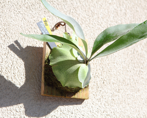P. veitchii cv Lemoinei】ビカクシダ ビーチー ベイチー レモイネイ