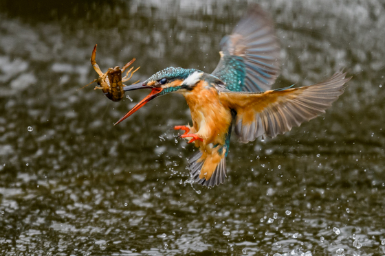 カワセミの餌取り - ききの野鳥さんぽ