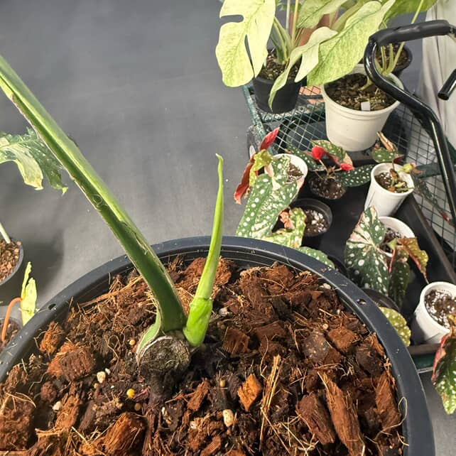 Rare Monstera Deliciosa bulbasaur Limited from Thailand on Sale