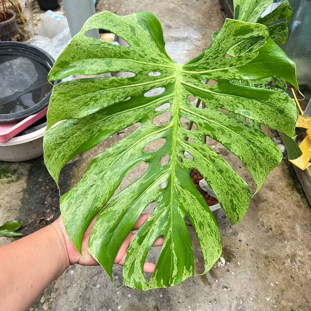 Rare Monstera Deliciosa bulbasaur Limited from Thailand on Sale