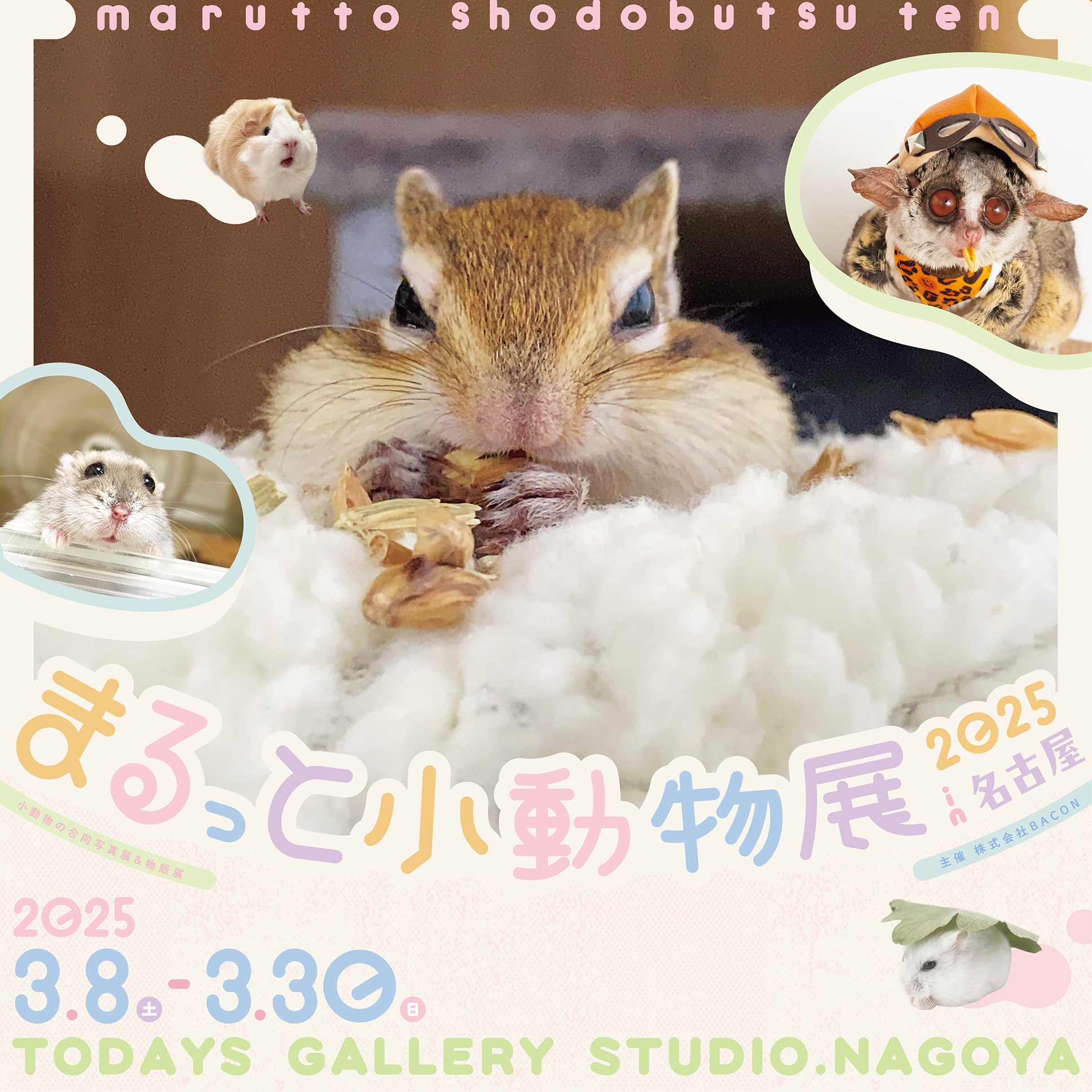 じゃんがりハム日和【ジャンガリアンハムスター飼育日記ブログ