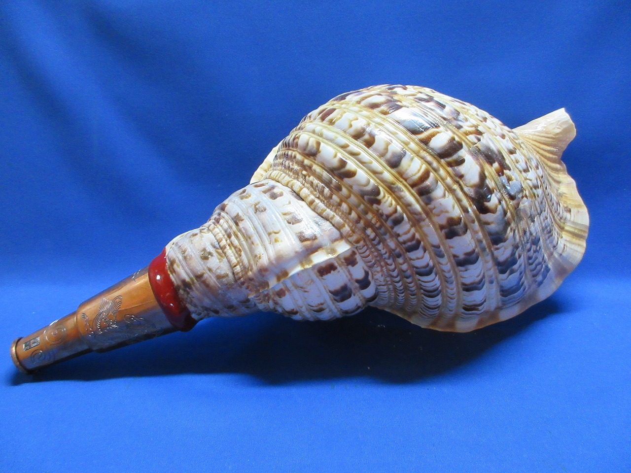 法螺貝（ほら貝）販売のお店