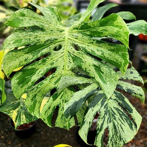 Bulbasaur monstera - Etsy 日本