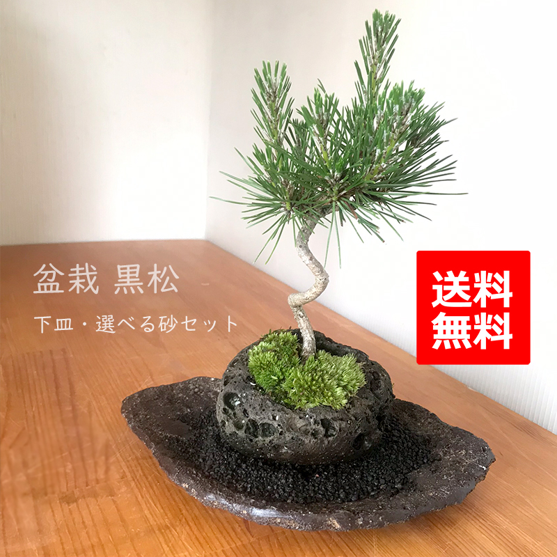 贈り物にも最適 鑑賞3点セット【黒松の軽石盆栽・皿・敷き砂セット】