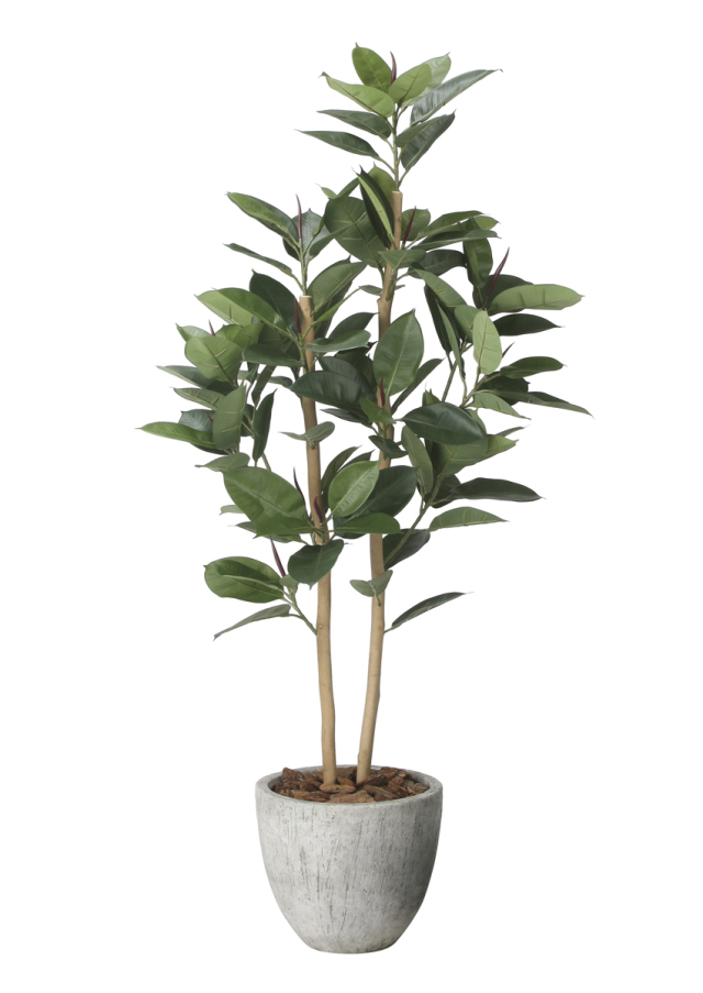 光触媒 光の楽園 ポリシャス 高さ1.3m（タイワン モミジ