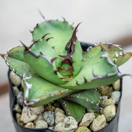 アガベチタノタオテロイ | STORES