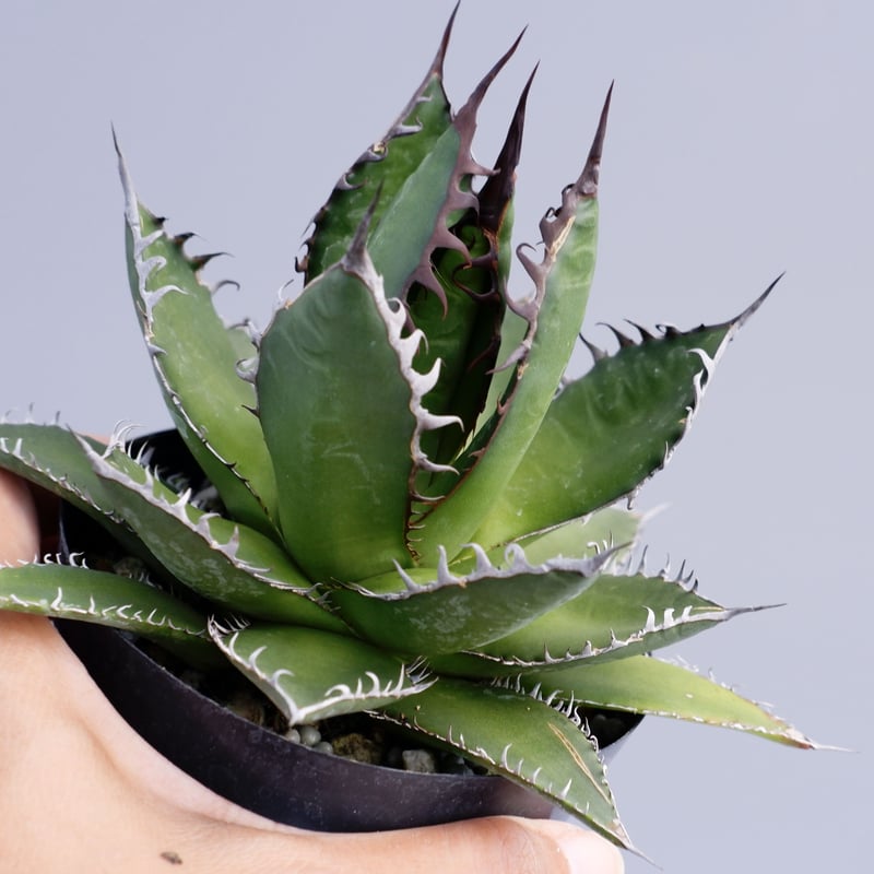 アガベ ホリダ 027 Agave horrida 強棘 | Sunny Branch