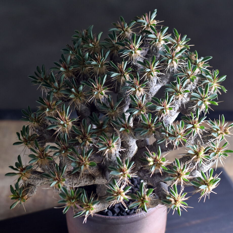 ユーフォルビア・ギラウミニアナ (現地球) RF22324 | RAFLUM / ラフラム