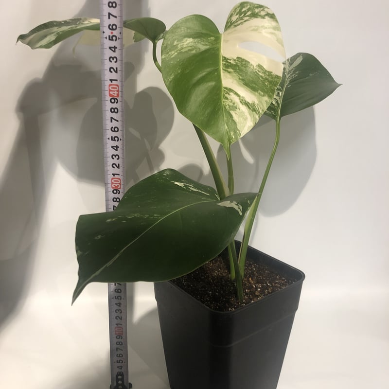 斑入りモンステラ ボルシギアナ バリエガータ | GREEN LUCK