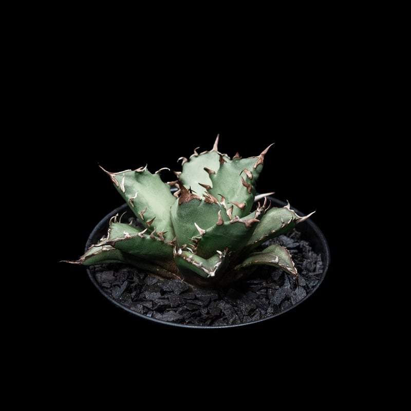 アガベ チタノタ 姫厳竜 / Agave titanota 'Dwarf' #6 | Duck
