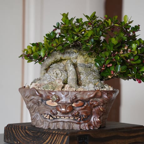 CATEGORY ハリツルマサキ(マッコウ) | 陶賊 -TOUZOKU- bonsai &