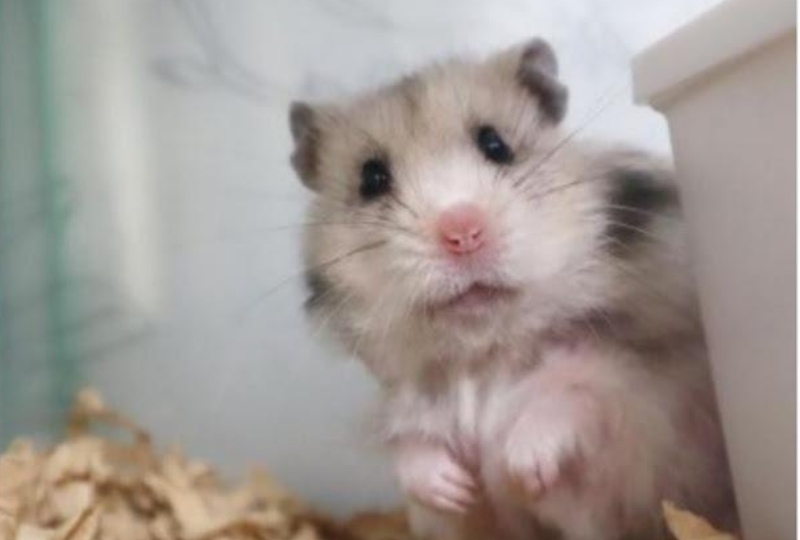 ジーっとこちらを見つめ続けるハムスターさん。そのつぶらな瞳に