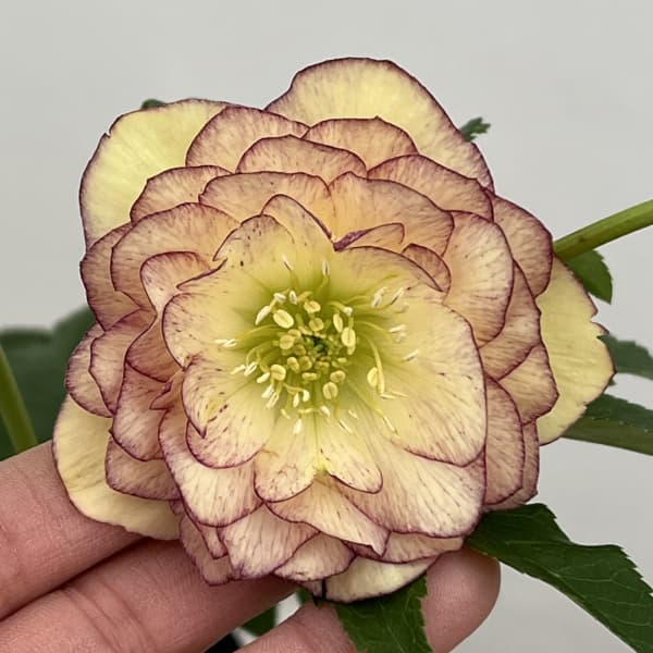 園芸ネット本店｜曽田園芸さんのクリスマスローズ：26-03多弁系ダブル4