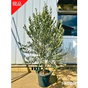 オリーブの木 シプレッシーノ 約2m 現品発送 美樹形株 特大株 植木