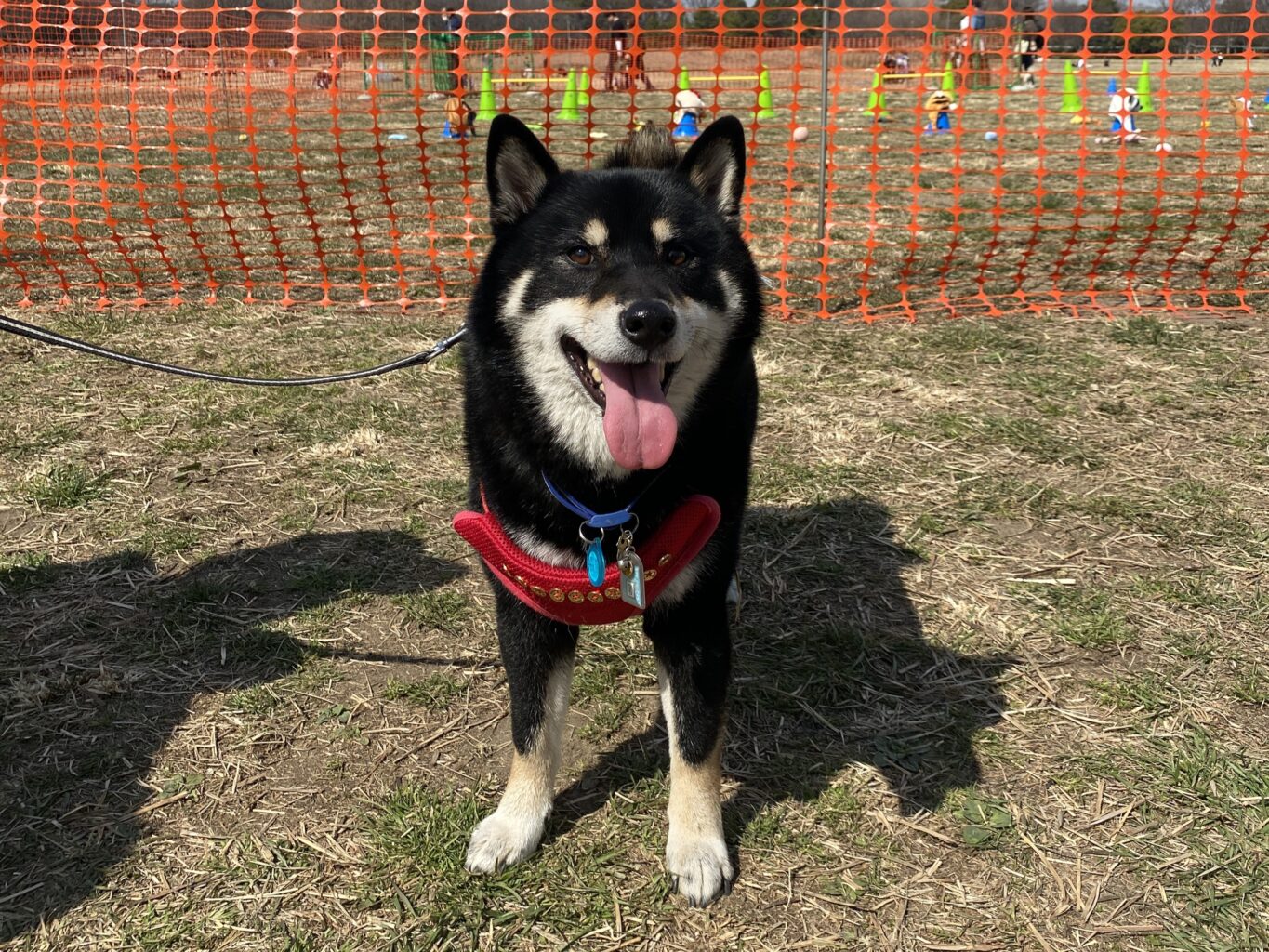 水元ドッグフェスティバル – かつしかFM 78.9MHz