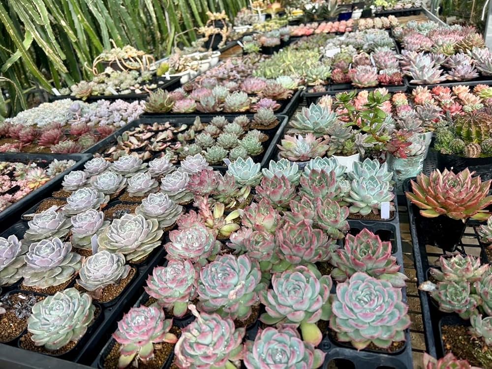 Amazon.co.jp: 【マルイ農園】多肉植物 カット苗 韓国苗4種含む