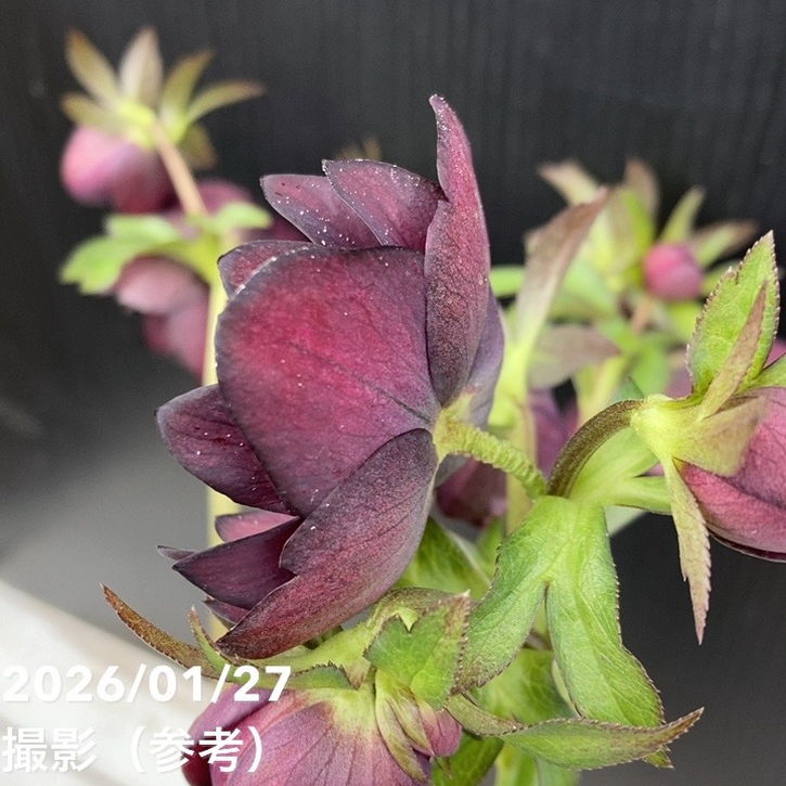 お買い得一点物咲き進み株】加藤農園 クリスマスローズ グロッシー