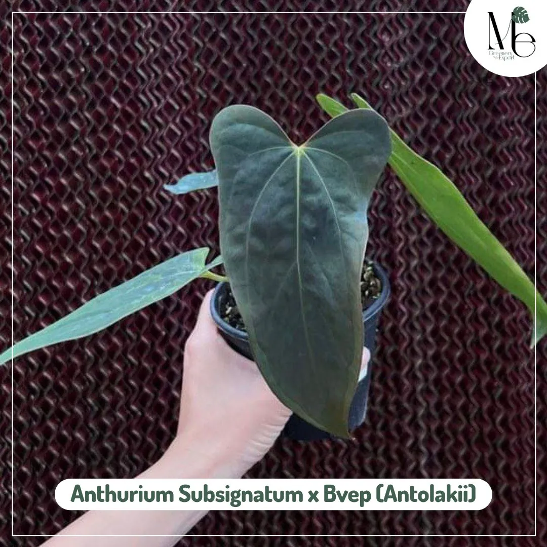 Anthurium Subsignatum x Bvep (Antolakii)