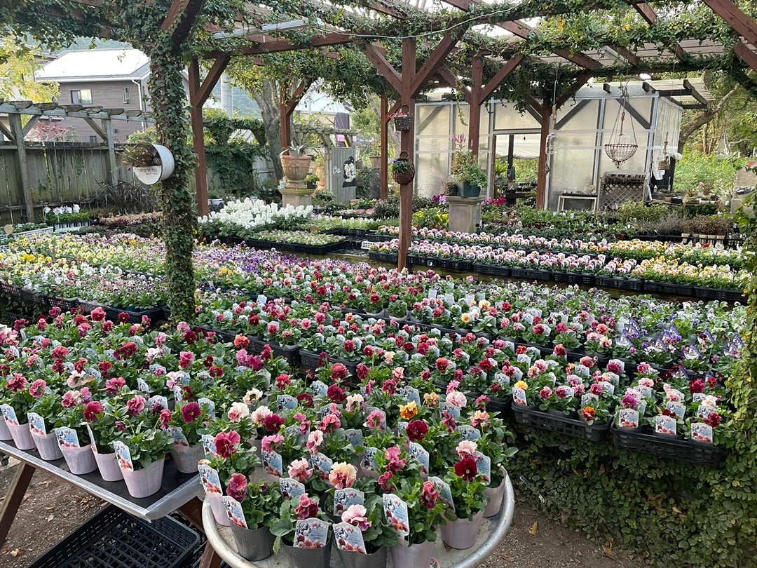 籠の寄せ植えの作り方 | 森の中のグリームズたち