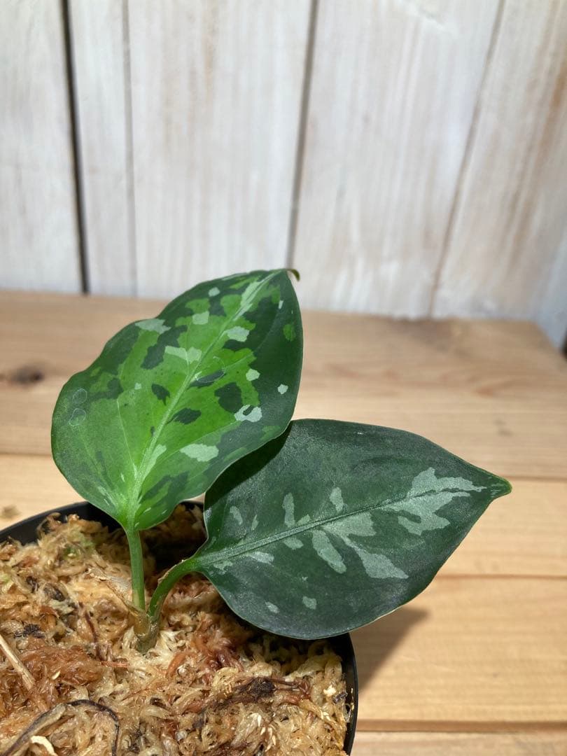 ID便 アグラオネマ ピクタム トリカラー アンダマン ナチュラ株の増殖