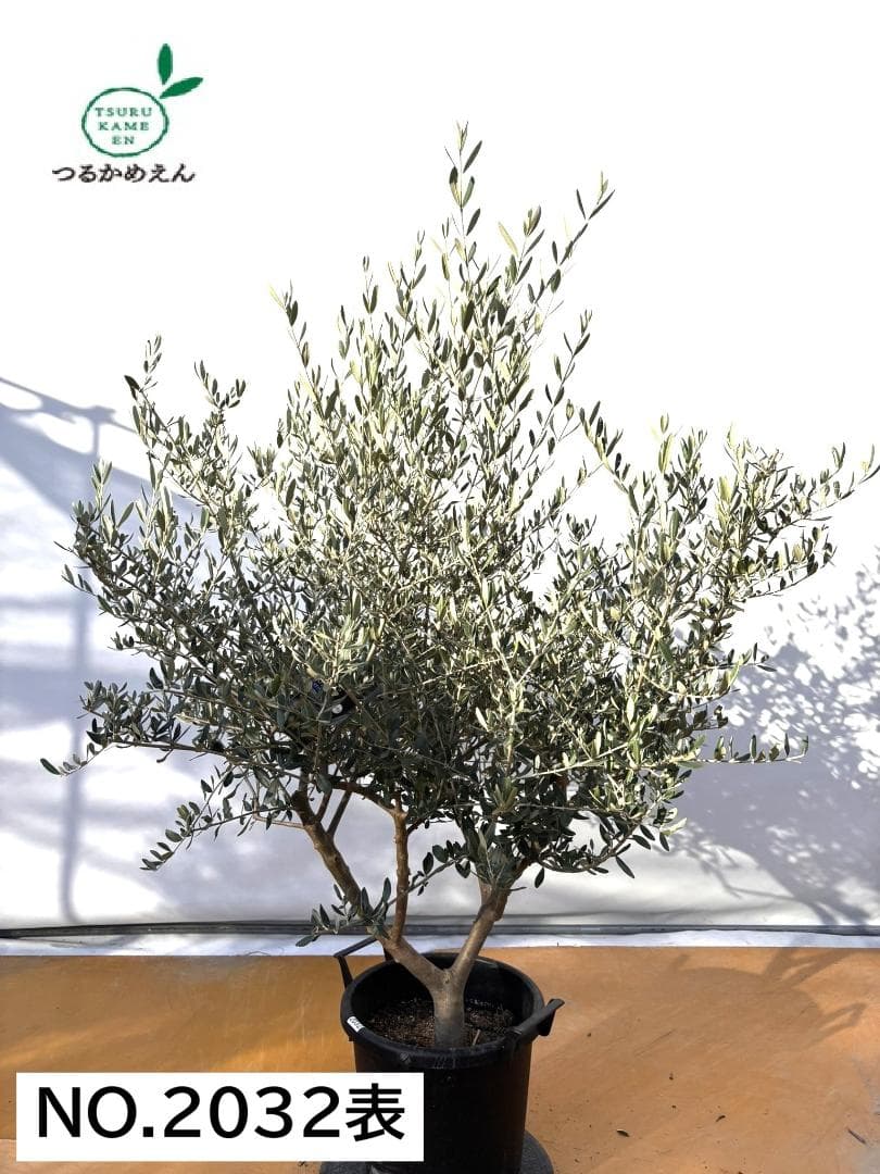 オリーブの木　コレッジョラ　約160cm　NO.2032　大型　現品掲載 NEWコレッジョラ（オリーブの木）｜XLサイズ｜NO.2032｜約160cm｜寒冷