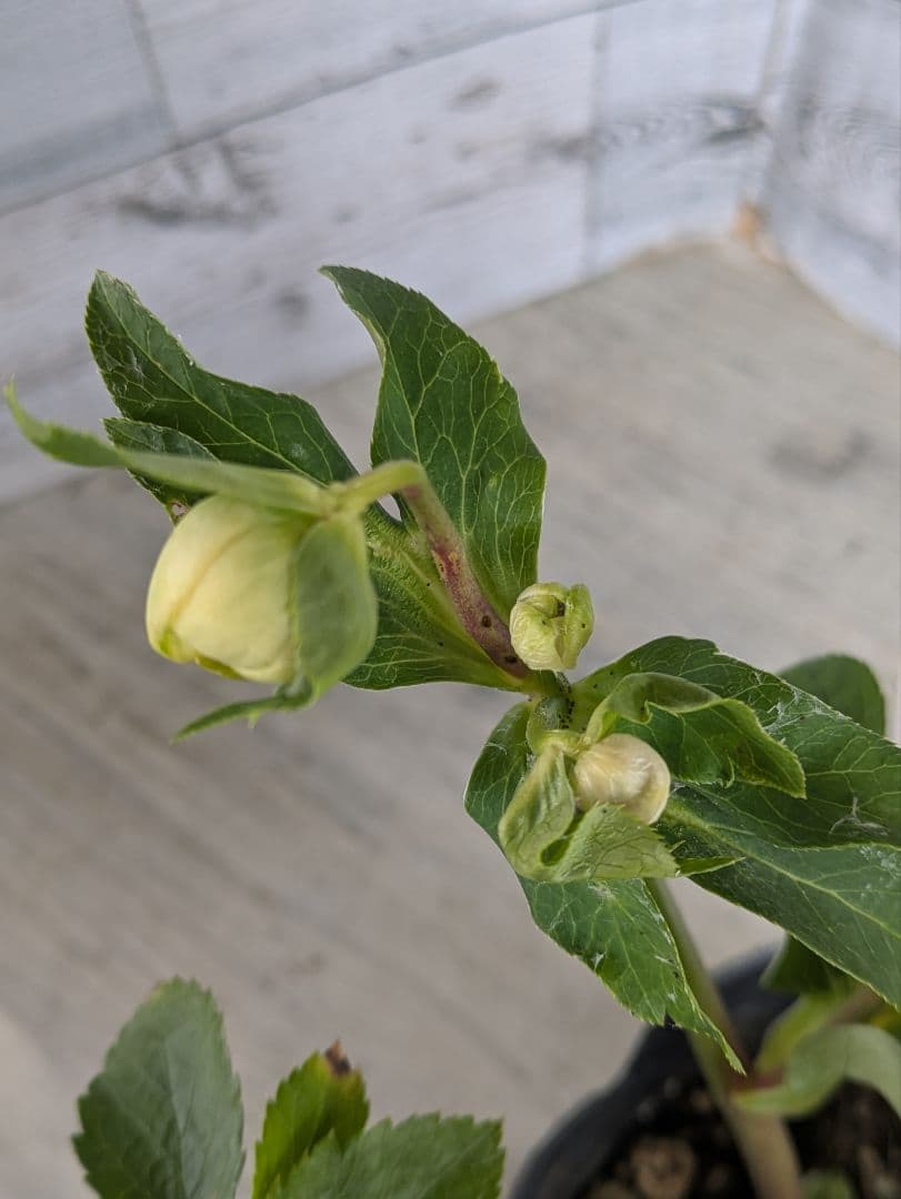 現品・ポットまま発送】超希少 曽田園芸多弁咲きクリスマスローズ