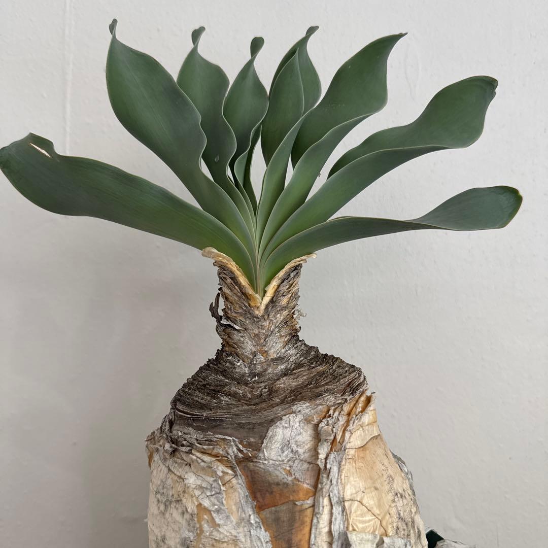 ブーファン　ハエマンソイデス　発根済み ブーファン ハエマンソイデス 【発根済み】HK2402556 | RAFLUM