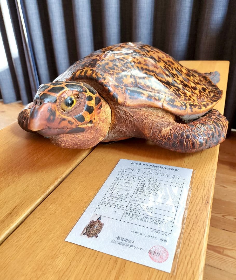 ウミガメ（タイマイ）剥製　国際希少野生動植物種登録標あり　（※ただ今値下げ中） タイマイ ウミガメ 剥製 国際希少野生動植物種登録票有り - メルカリ