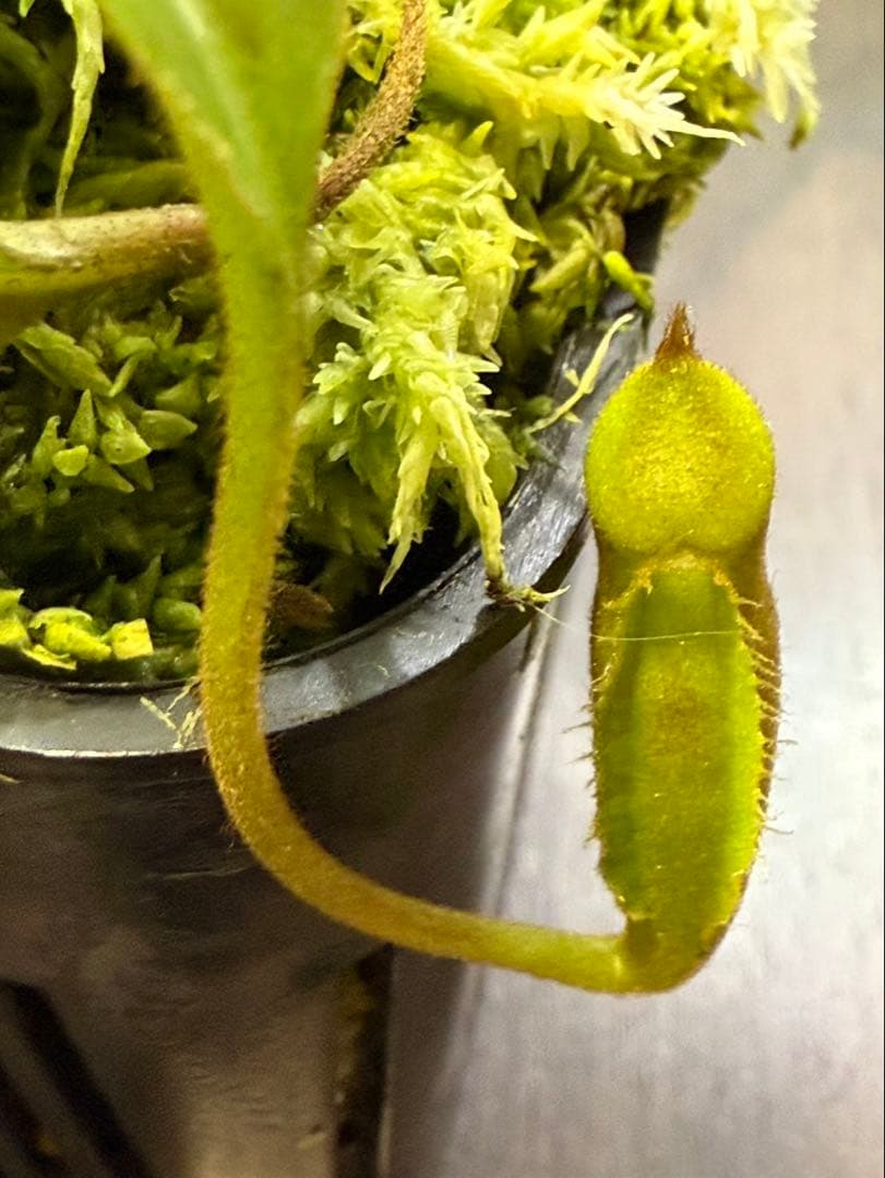 食虫植物N. xtrusmadensis AW clone:1 N. (ventricosa x sibuyanensis)-giant x ovata EP #山田食虫植物農園