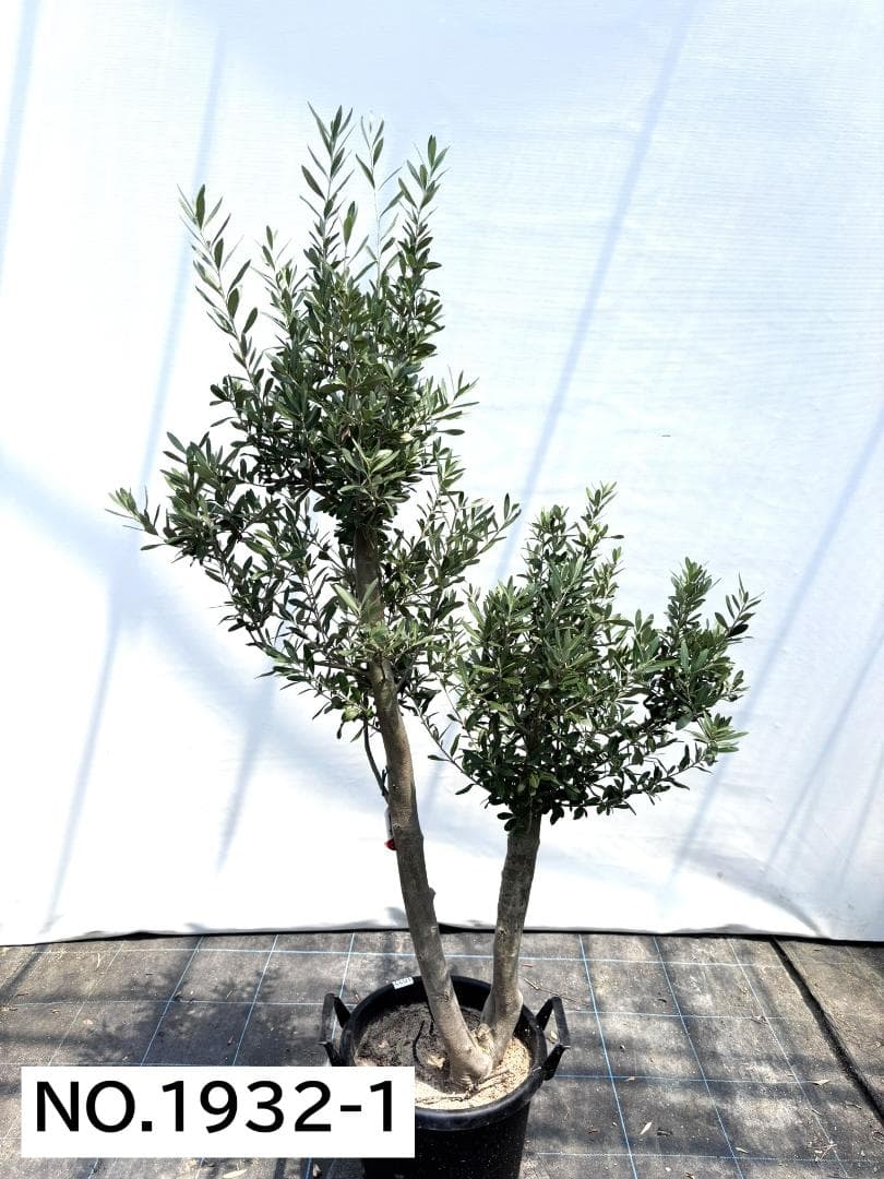オリーブの木　シプレシーノ　約170cm　NO.1932　大型　現品掲載　古木 NEWシプレシーノ（オリーブの木）｜大型商品｜NO.1954｜約170cm｜人気