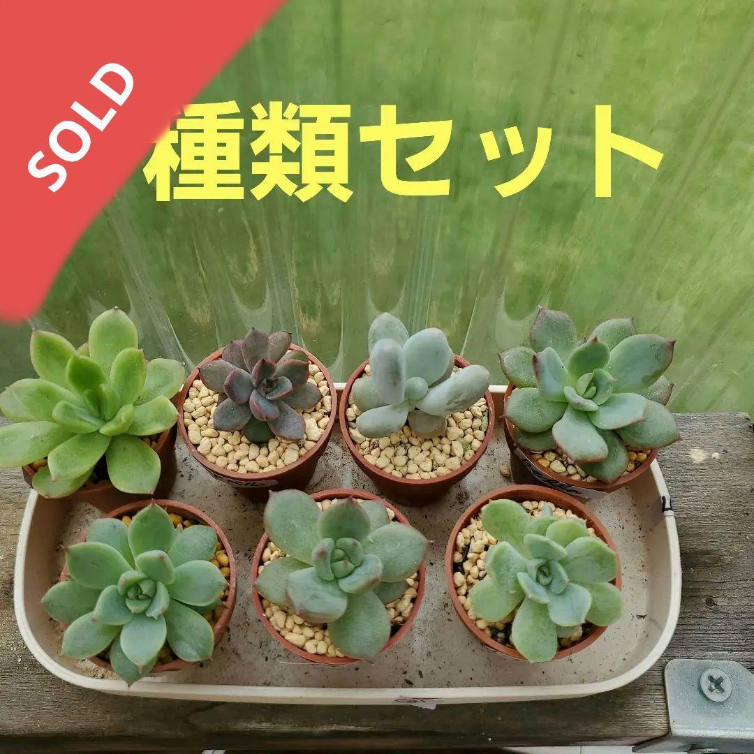 ryo様確認用②多肉植物★7種類セット★抜き苗 おはようございます！ 週末 おらいさん苗🌱 @oraorai ミヤさん苗