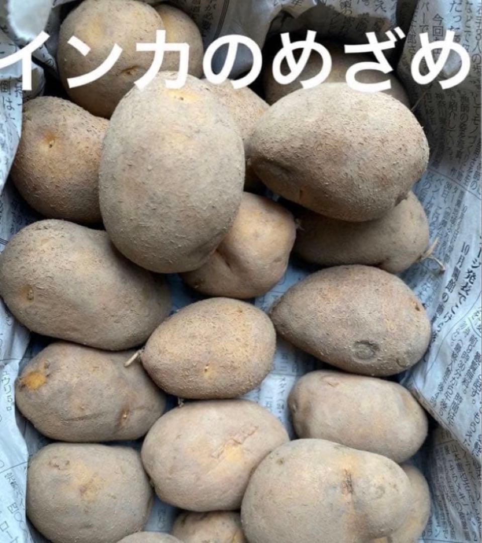 インカのめざめ 2kg 種芋 - メルカリ