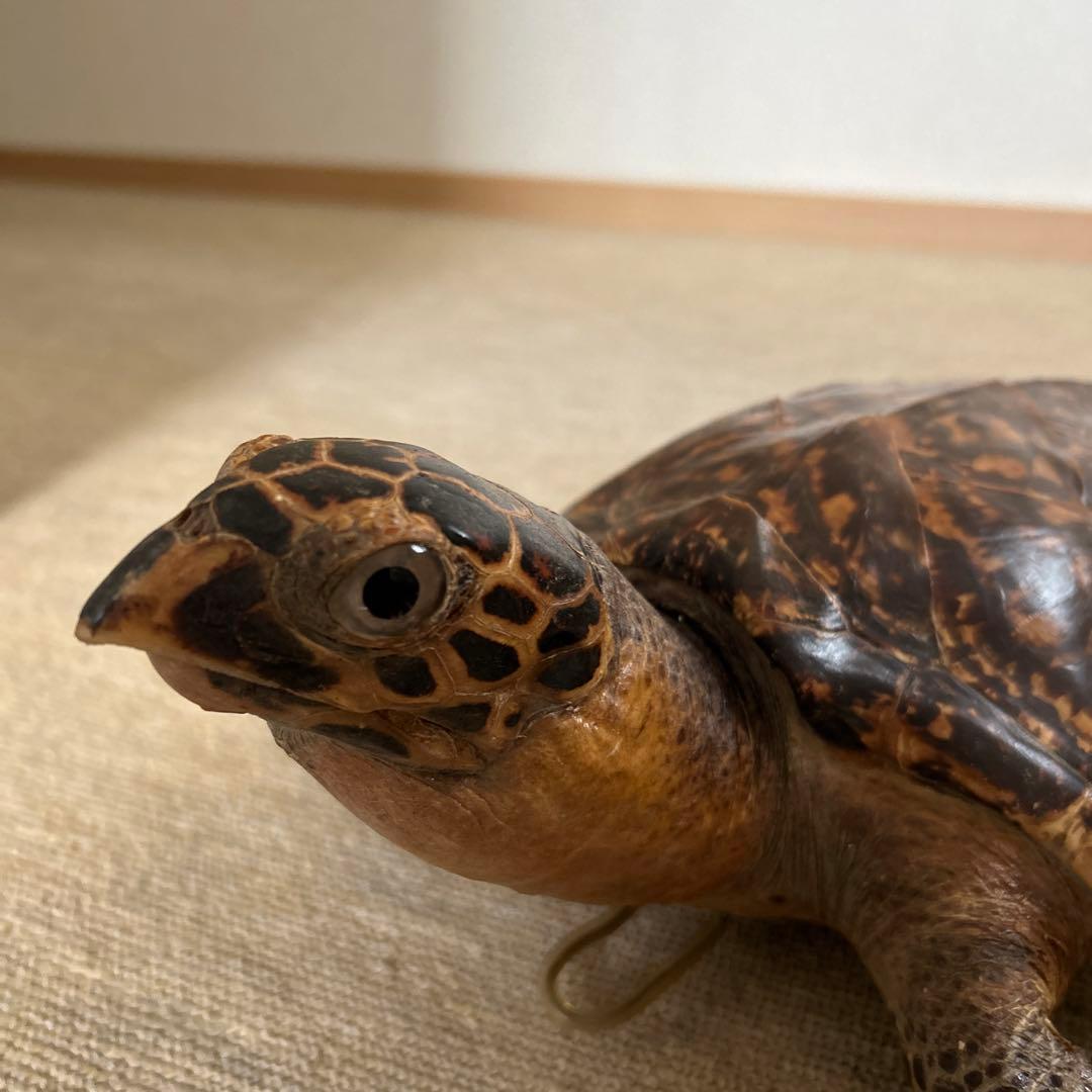 ウミガメ タイマイの剥製 国際希少野生動植物登録票有り - メルカリ